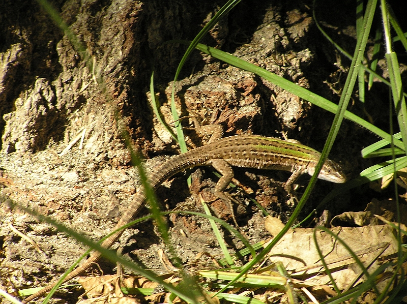 Original image