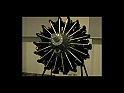 AUT_0081