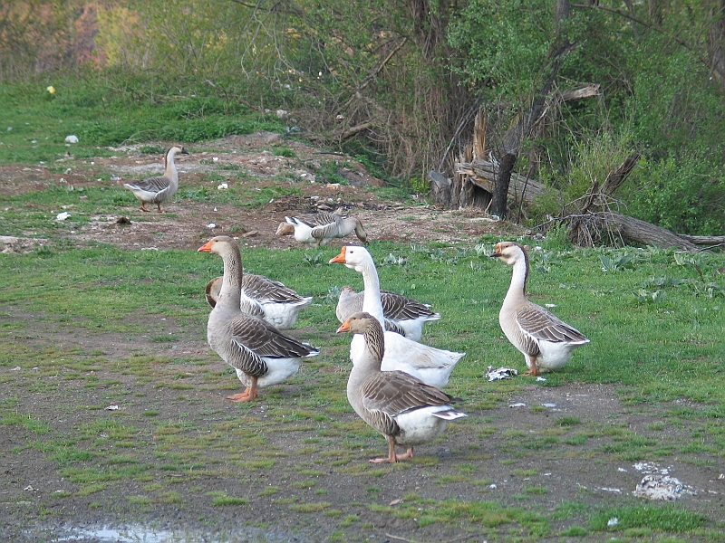 Original image