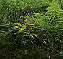IMG_8592