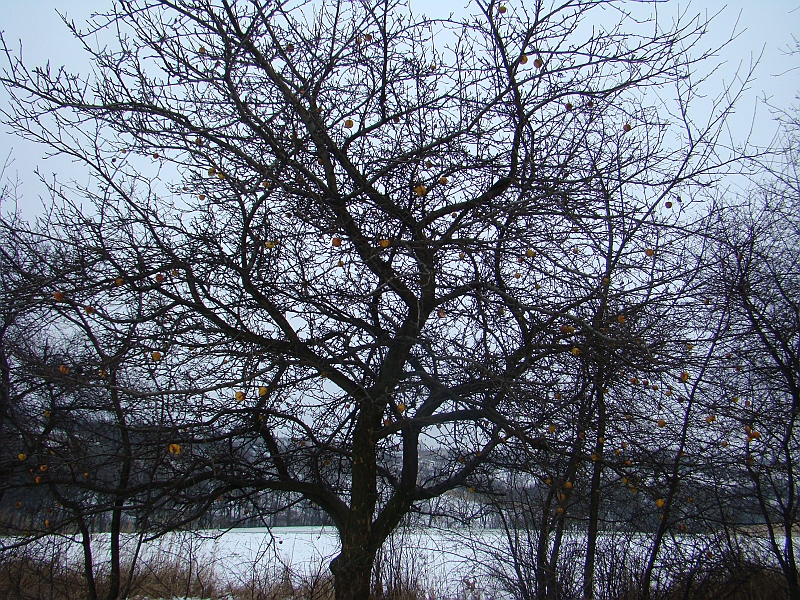 DSC07163