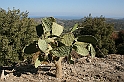 Rodos 2007 776