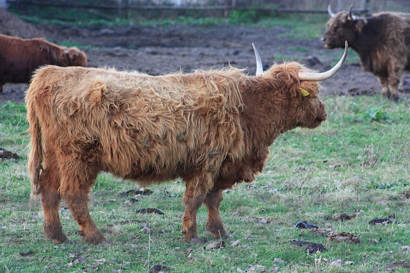 IMG_2731