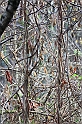 IMG_2601